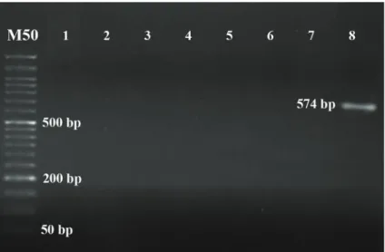 Figure 3. Electrophoresis of studied samples using GAPDH primers in Kermani sheep on agarose gel