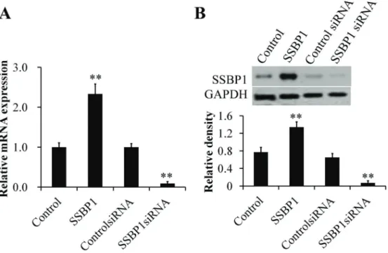 Figure 3. Single-stranded DNA-binding protein (SSBP1)-expression vector or siRNA were transfected into human umbilical vein endothelial cells