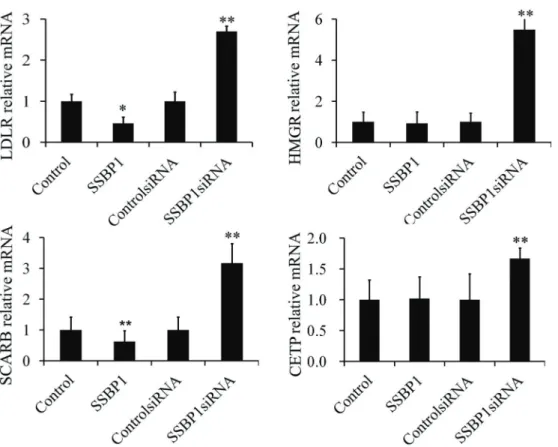 Figure 4. Single-stranded DNA-binding protein SSBP1 affected the expression levels of lipid metabolism-associated genes in human umbilical vein endothelial cells