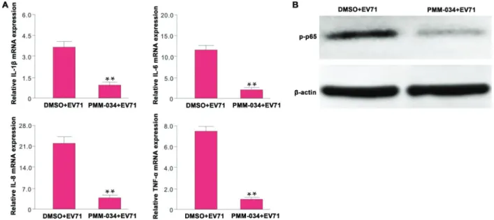 Figure 5. Effects of PMM-034 on the mRNA levels of pro-in ﬂ ammatory cytokines and phospho-p65 protein expression in rhabdomyosarcoma (RD) cells