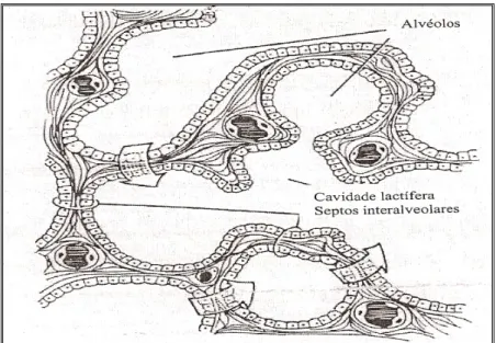 Figura 4. Esquema de uma secção de glândula mamária (Adaptado de Dellmann, 1996).