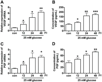 Figure 1. Effect of high glucose (25 mM) for 12, 24, or 48 h on mRNA expression levels of (A) vascular endothelial growth factor (VEGF) and (C) placenta growth factor (PGF) expression in human retinal endothelial cells (HRECs measured by qRT-PCR