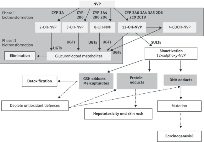 Figure 1. Nevirapine biotransformation, disposition and proposed bioactivation pathways