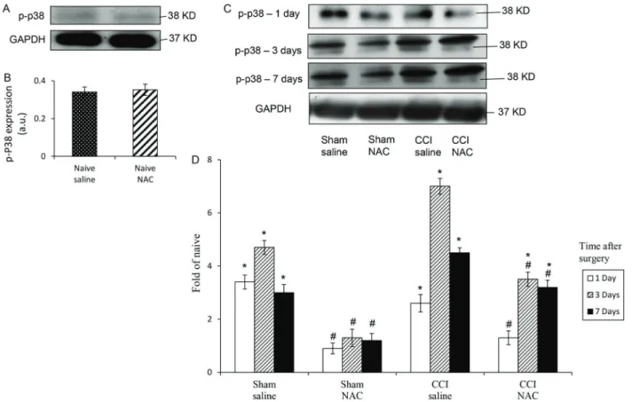 Figure 3. Phosphorylated p-38 (p-p38) expression in the spinal cord of rats with chronic constriction injury (CCI) of the sciatic nerve that received 2, 4 or 8 intraperitoneal injections of saline (vehicle) or N-acetylcysteine (NAC; 150 mg  kg –1  day –1 )