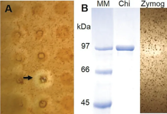 Figure 1. Screening and puri ﬁ cation of chitinase MetaChi18A. A, Hydrolysis halo produced by MetaChi18A metagenomic clone (arrow) on colloidal chitin agar plate