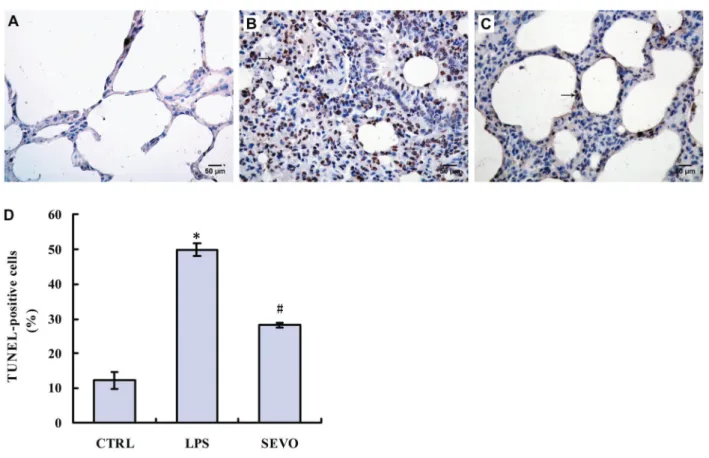 Figure 4. Apoptotic index (AI) in lung tissue samples. Data are reported as means ± SD (n=6 per group)