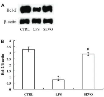 Figure 8. A, Western blot for Bcl-xl in lung tissue samples.