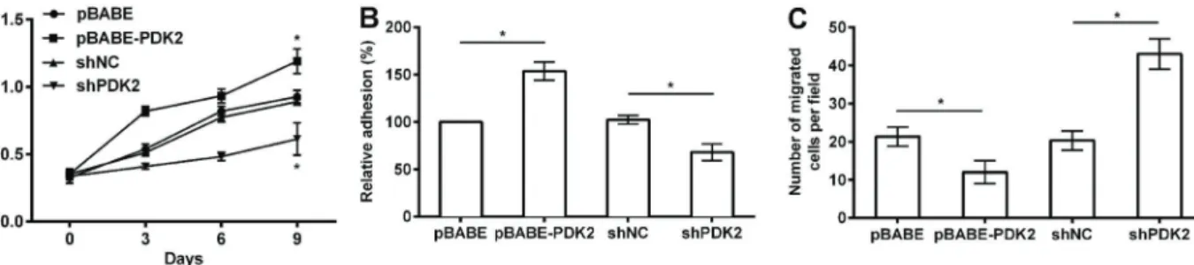Figure 2. Effects of aberrant PDK2 on cell viability (A), cell adhesion (B) and cell migration (C) in MSCs