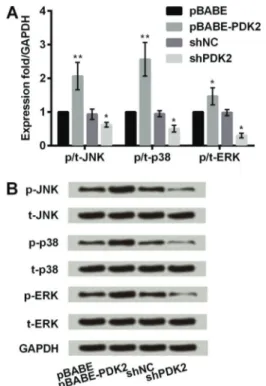 Figure 4. PDK2 upregulation of JNK/MAPK/ERK signaling pathway in mesenchymal stem cell