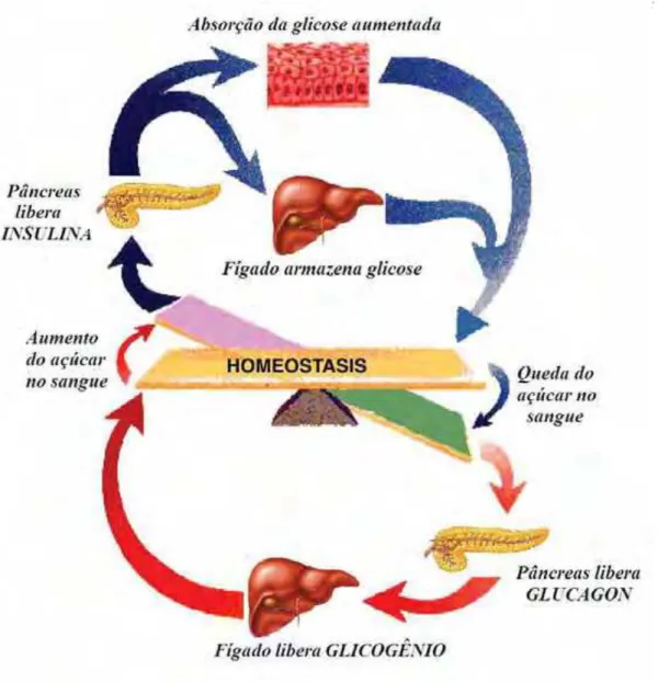 Figura 1. Homeostase da glicose.      