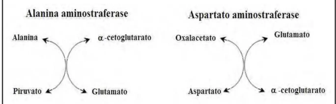 Figura 2. Reações catalisadas pelas transaminases AST e ALT durante o metabolismo  dos aminoácidos