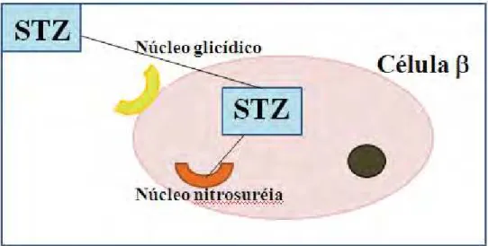 Figura 3. Esquema ilustrativo da  ação da estreptozotocina na célula E do  pâncreas. 