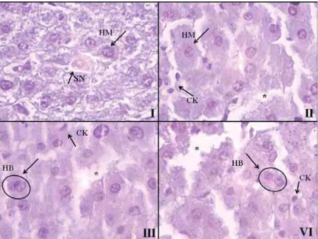 Figura 1. Cortes histológicos dos fígados de ratos pertencentes aos diferentes grupos  em estudo, avaliados por microscopia ótica, em aumento de 400 vezes