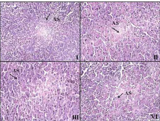 Figura 2. Cortes histológicos do pâncreas de ratos pertencentes aos diferentes grupos  em estudo, avaliados por microscopia ótica, em aumento de 100 vezes