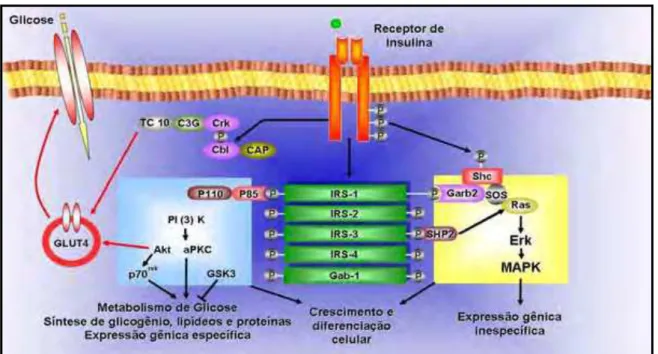 FIGURA 1 - As vias de sinalização insulínica. O receptor de insulina é uma tirosina  quinase que se     autofosforila e catalisa a fosforilação de proteínas  intracelulares, como as proteínas substrato do receptor de insulina (IRS)