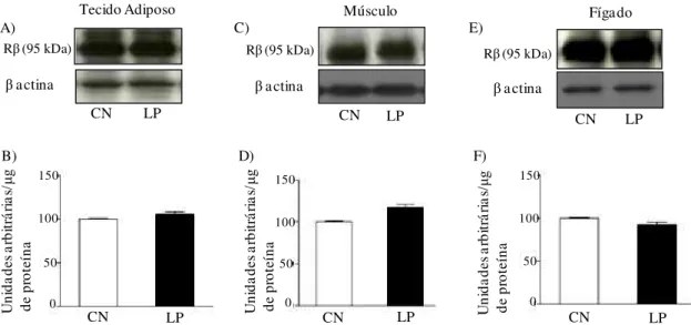 FIGURA 8 - Avaliação do conteúdo da subunidade β do receptor de insulina  (Rβ) no  tecido adiposo branco periepididimal (A, B), músculo gastrocnêmio (C, D) e  fígado (E, F) de ratos-controle (CN) e de ratos com lesão periapical (LP)
