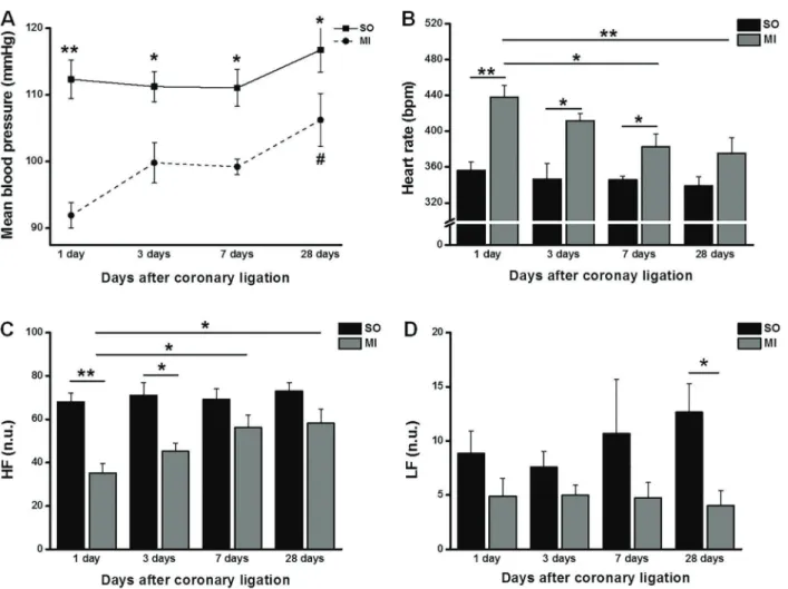 Table 2 shows the analysis of HRV in the time and frequency domains of the SO and MI animals in the  post-surgery period
