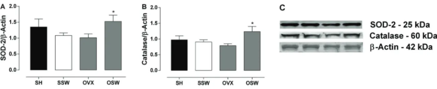 Figure 3. Protein expression of antioxidant enzymes. A, Mitochondrial isoform of superoxide dismutase (SOD-2) expression in coronary arteries; B, catalase protein expression in coronary arteries, and C, representative images of SOD-2, catalase, and b-actin