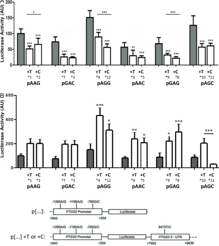 Figure 2. Luciferase activity of constructs containing the promoter region alone or in combination with the 3 0 -UTR (rs5275 Tor C) of the PTGS2 gene in MCF-7 cells (A) or in HEK293FT cells (B)
