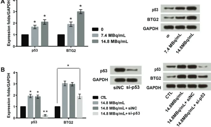 Figure 2. Effects of different concentrations of iodine-131 ( 131 I) on expression of p53 and BTG2 (A)