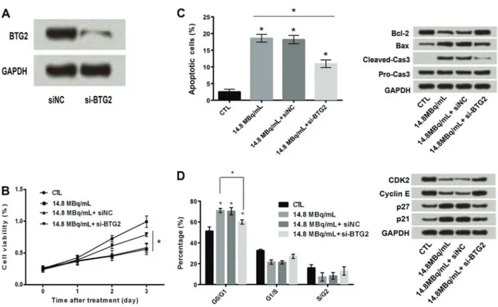 Figure 3. A, Transfection ef ﬁ ciency of BTG2. Silencing of BTG2 increased iodine-131 ( 131 I)-induced cell proliferation (B), 131 I-induced cell apoptosis (C), and down-regulated 131 I-induced cell cycle arrest (D)