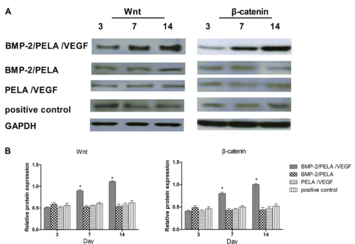 Figure 5. Expression of Wnt and b-catenin proteins in BMP-2/PELA/VEGF and BMP-2/PELA scaffolds, as well as the positive control.
