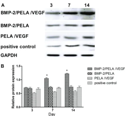 Figure 6. Expression of alkaline phosphatase (ALP) protein in BMP-2/PELA/VEGF and BMP-2/