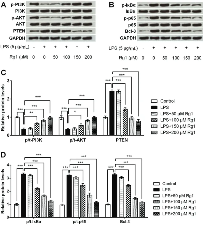 Figure 6. Ginsenoside Rg1 suppressed lipopolysaccharide (LPS)-induced HK-2 cells injury by activation of PI3K/AKT and inactivation of NF-kB signaling pathways
