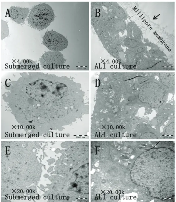 Figure 3. Transmission electron microscopy (TEM) of air-liquid interface (ALI) cultures and logarithmic phase of submerged cultures of A549 cells