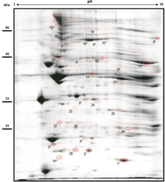 Figure 2. Representative 2-DE gel of the left ventricle protein extracts from high running performance (HRP) group