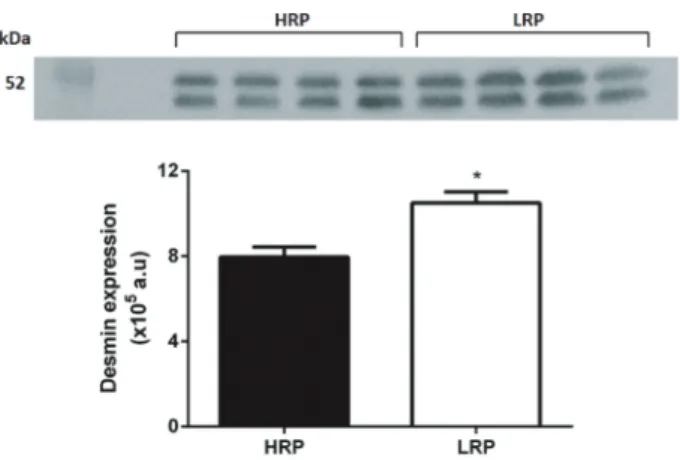 Figure 3. Desmin expression in left ventricle of low running performance (LRP) and high running performance (HRP) rats.
