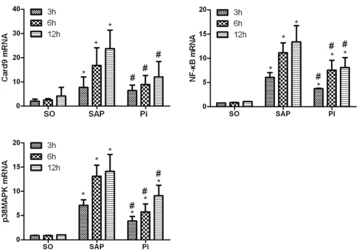Figure 5. Measurement of Card9, NF-k and p38MAPK mRNA in each group at 3, 6, and 12 h