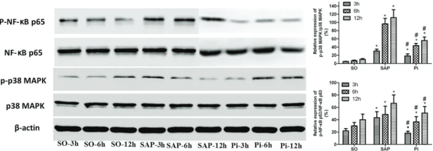 Figure 7. Expression of Card9 proteins at 3, 6, and 12 h was analyzed by western blotting in each group