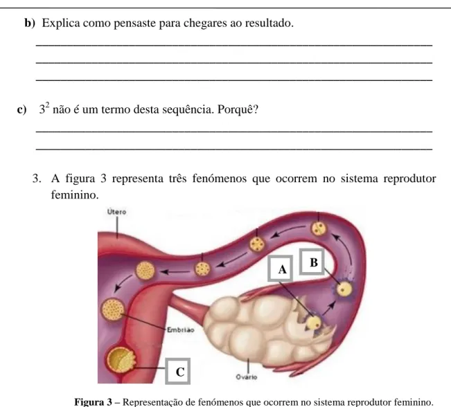 Figura 3 – Representação de fenómenos que ocorrem no sistema reprodutor feminino.