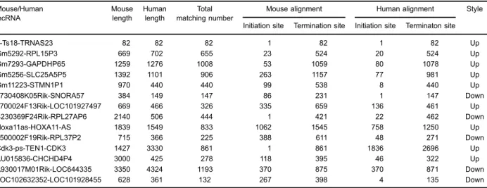 Figure 3. lncRNA CHCHD4P4 is upregulated in the HK-2 cells that were exposed to calcium oxalate monohydrate