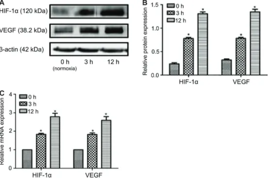Figure 1. A, HIF-1a and VEGF protein expression. B, Histogram of HIF-1a and VEGF protein expression
