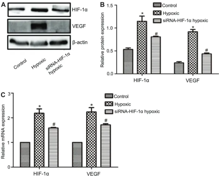Figure 5. Effects on HIF-1a and VEGF expression after stable transfection. A, HIF-1a and VEGF expression