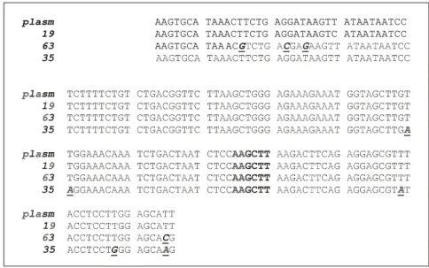 Figure 2. Multiple alignment of nucleotides of the Chlamydia trachomatis diagnostic amplicon from samples 19, 35 and 63 with GeneBank sequence number (MI9487)