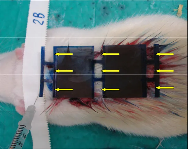 Figura  03  –  Fotografia  de  animal  em  decúbito  ventral,  sob  sedação,  evidenciando  o  molde  confeccionado  em  acetato,  com  nove  janelas  (setas  amarelas)  para  a  aplicação  do  sildenafil  ou  da  solução  salina  pela  via  subdérmica