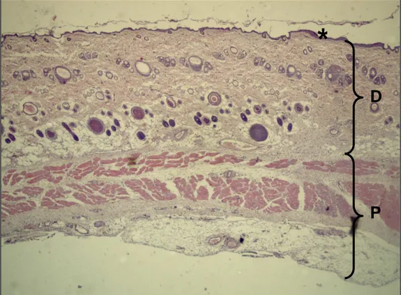 Figura  06  –  Fotomicrografia  panorâmica  de  corte  histológico  de  pele  murina incluindo as camadas: epiderme (*), derme (D) e panículo carnoso  (P)