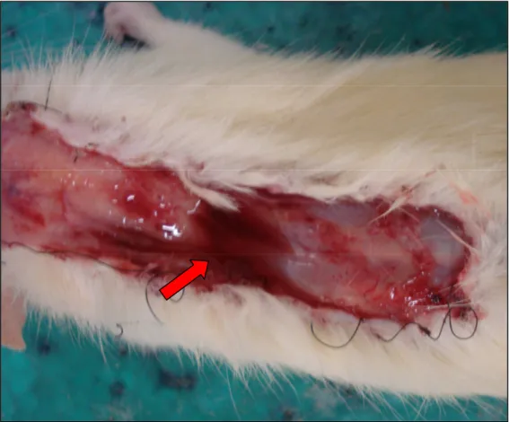 Figura 11 – Líquido (seta) sobre o plano de dissecção do retalho dorsal  de rata que recebeu o sildenafil pela via subdérmica