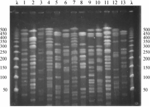 Figure 2A. PFGE of K. pneumoniae strains isolated from pediatric patients at HU-UFMS during a two-year period