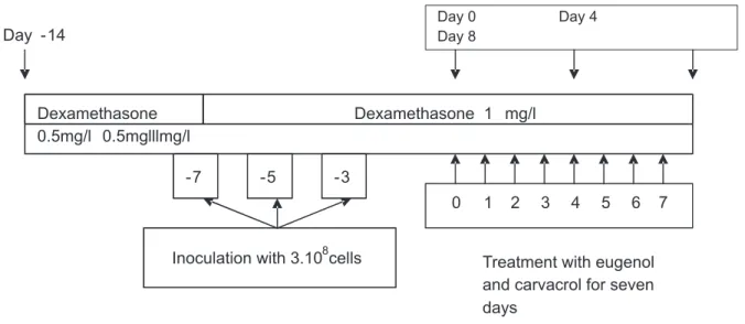 Graphic 1. Schematic diagram of the oral candidiasis model in immunosuppressed rats reported by Martinez et al