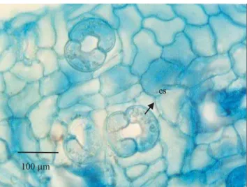 Figura 2. Vista frontal da epiderme abaxial da folha de maciei- maciei-ra, evidenciando os estômatos abertos (es).