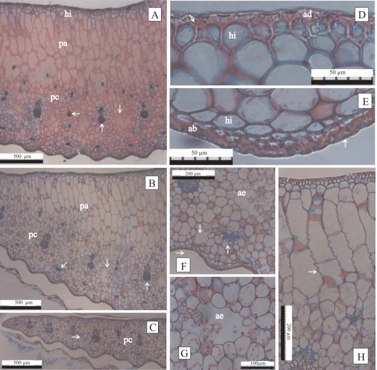 Figura 3. Cortes transversais em folha de abacaxizeiro, cv. Pérola, aos dez meses em casa de vegetação