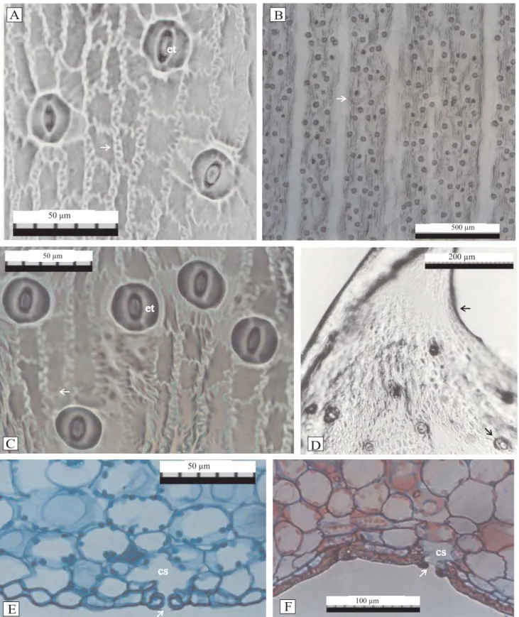 Figura 4. Vista frontal da epiderme abaxial (A, B, C e D) e cortes tranversais (E, F) em folhas de abacaxi cv