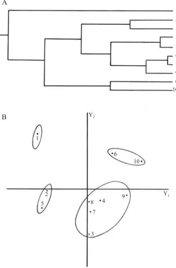Figura 2. Dendrograma resultante da análise de agrupamento das 17 características quantitativas da folha mediana (15 a ), utilizando-se a distância euclidiana média entre dez cultivares de amoreira (A) e dispersão gráfica das dez cultivares de amoreira (B)