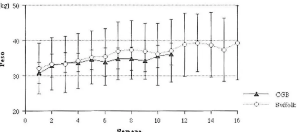 FIGU RA 1 - Variação  semanal  do  peso  corporal  médio  das  borregas  Churras  Ga legas  Bragançanas (CGB)  e Suffolk  ao  longo do  presente estud o (±s) 
