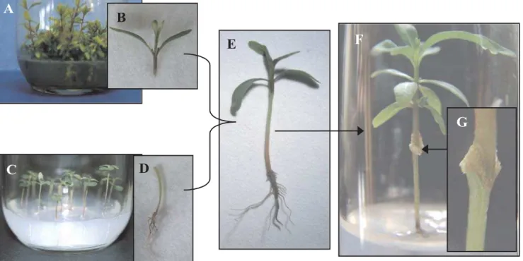 Figura 1. Esquema da enxertia in vitro em clones híbridos de Eucalyptus urophylla e E