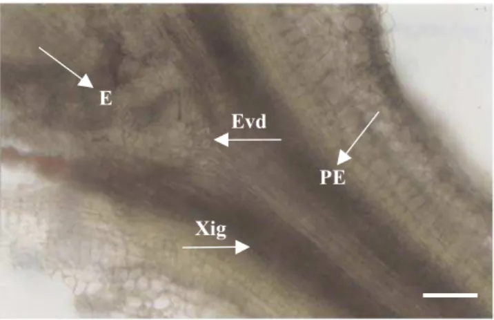 Tabela 2. Altura (cm) das plantas enxertadas in vitro referen- referen-tes às combinações dos enxertos de dois clones híbridos de Eucalyptos urophylla e E